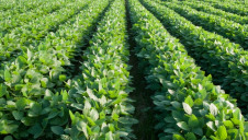With the world’s population widely expected to grow to more than nine billion people by 2050, demand for protein and, therefore, soy, is set to grow exponentially